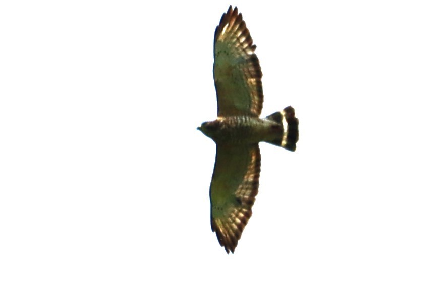 Broad-winged Hawk - ML620224802