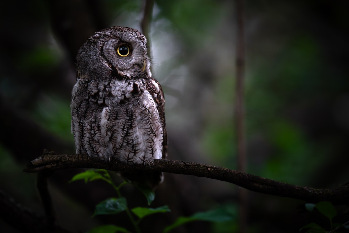 Eastern Screech-Owl - ML620224805