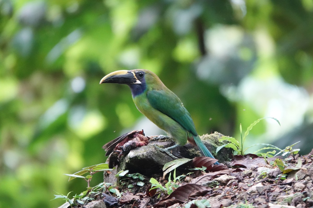 Northern Emerald-Toucanet (Blue-throated) - ML620224814