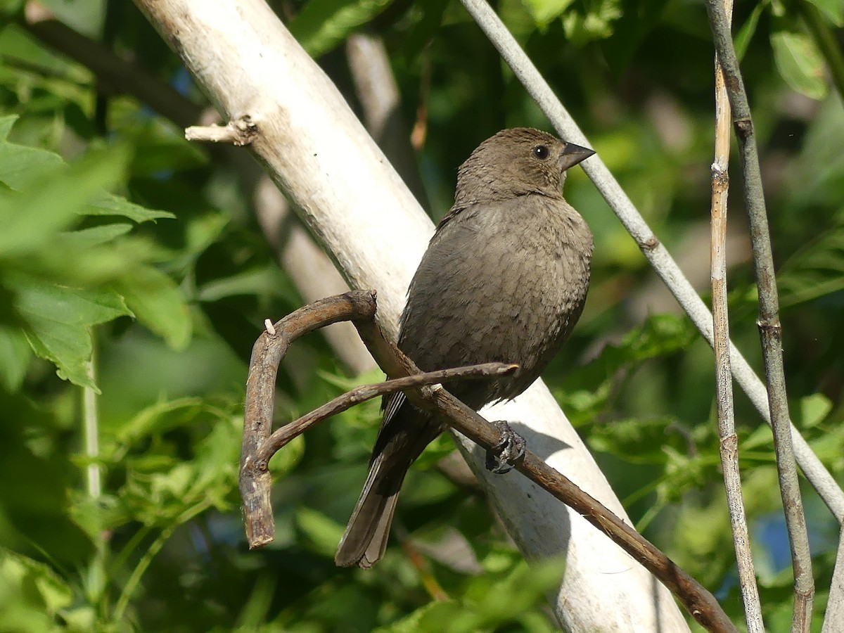 Brown-headed Cowbird - ML620224824