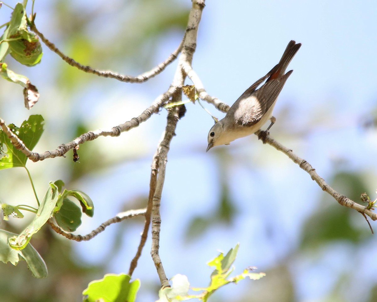 Lucy's Warbler - ML620224829