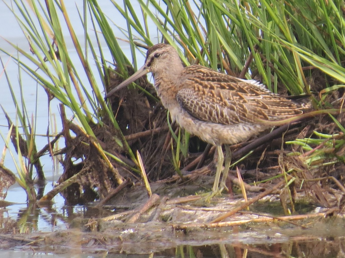 kortnebbekkasinsnipe - ML620224831