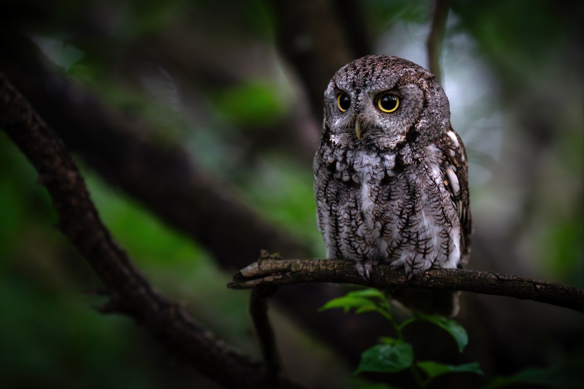 Eastern Screech-Owl - ML620224835