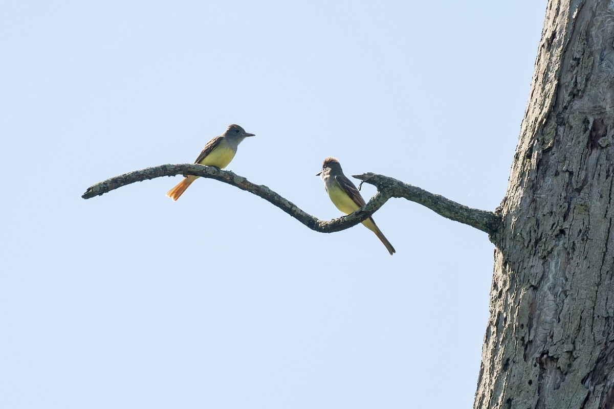 Great Crested Flycatcher - ML620224854