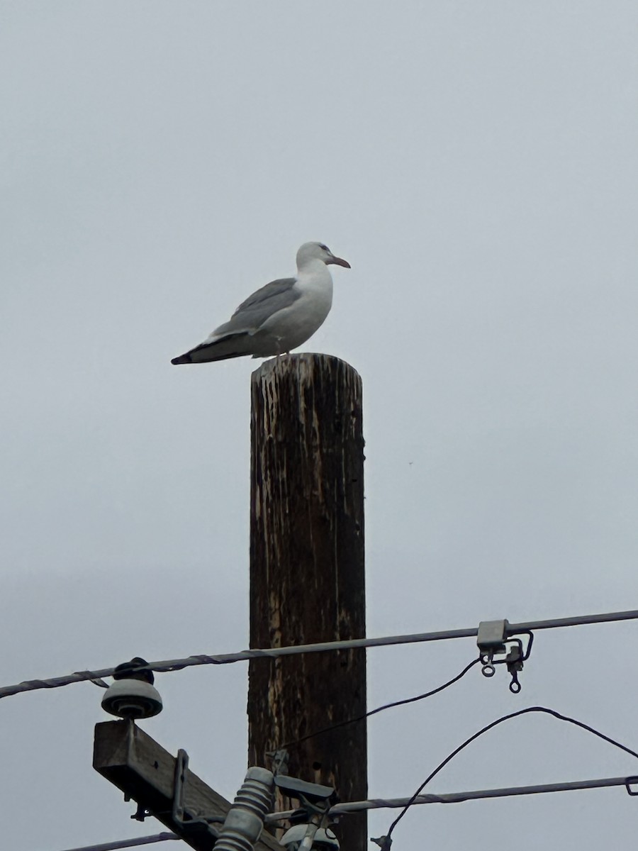 Herring Gull - ML620224873