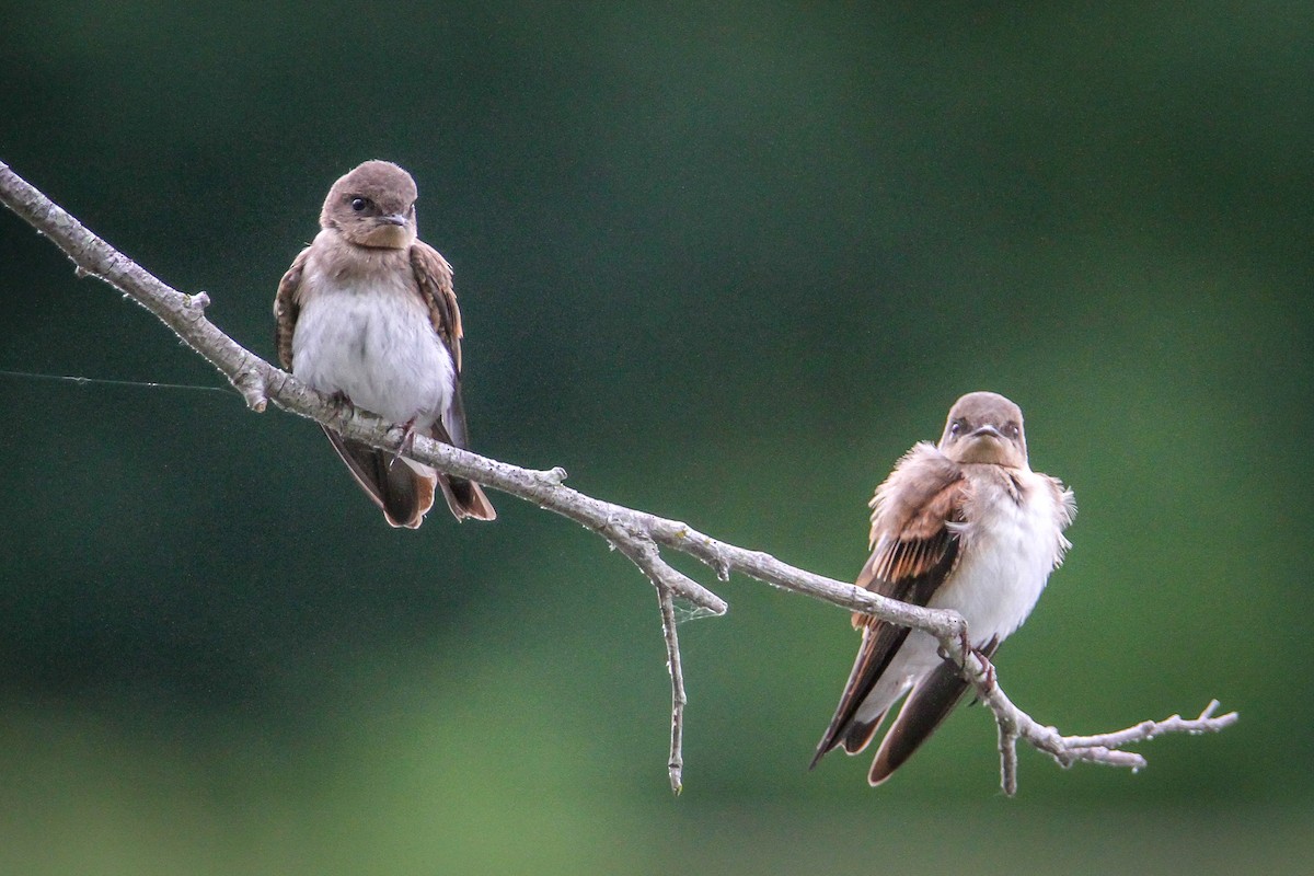 Northern Rough-winged Swallow - ML620224882