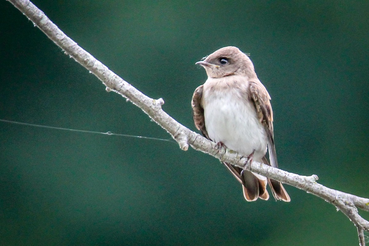 Northern Rough-winged Swallow - ML620224886