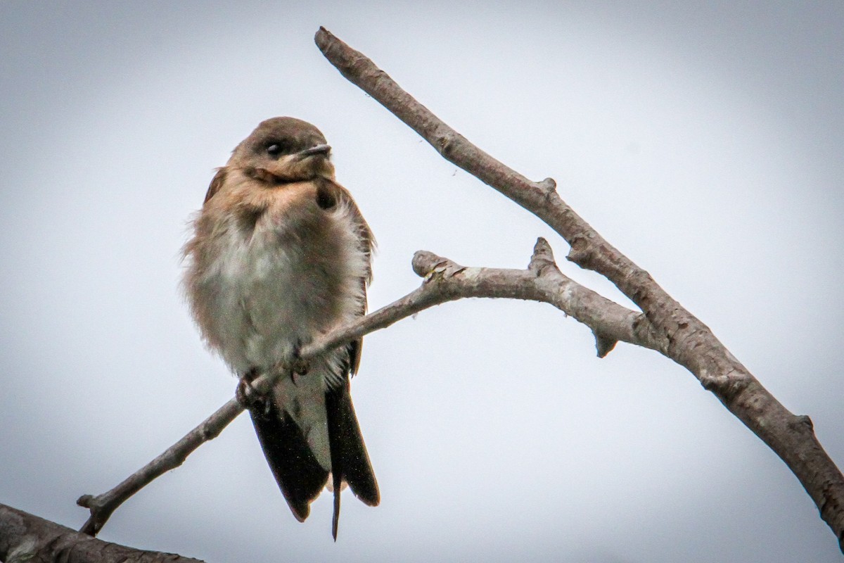 Northern Rough-winged Swallow - ML620224887