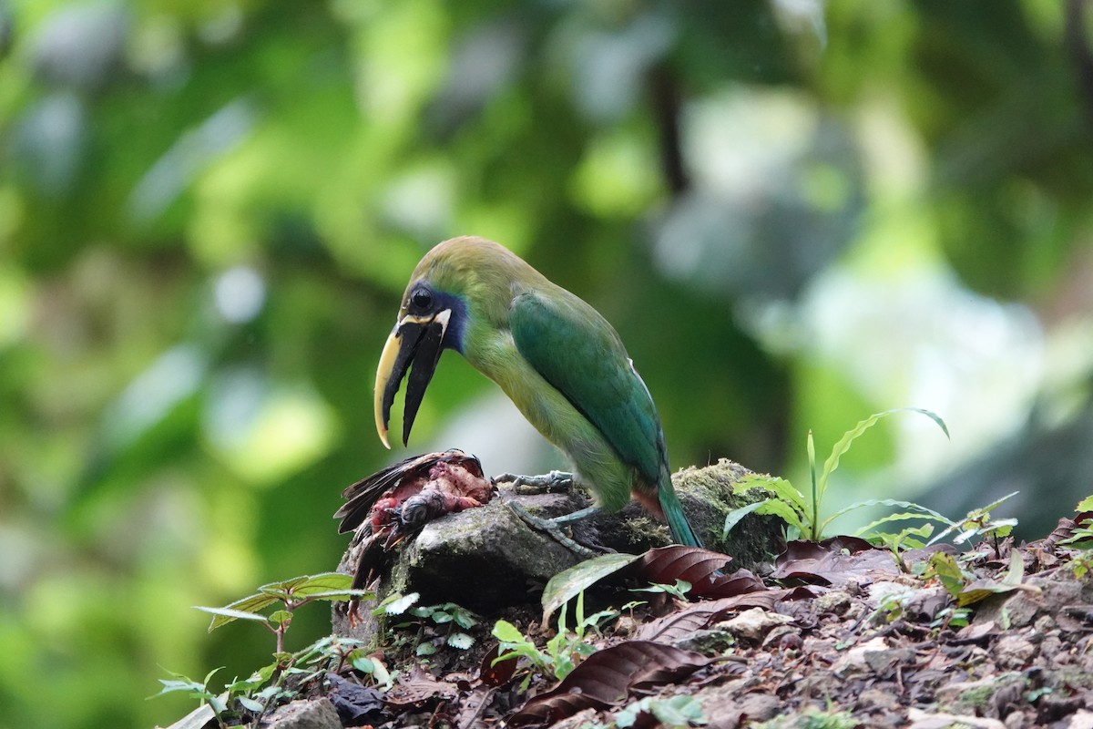 Northern Emerald-Toucanet (Blue-throated) - ML620224890
