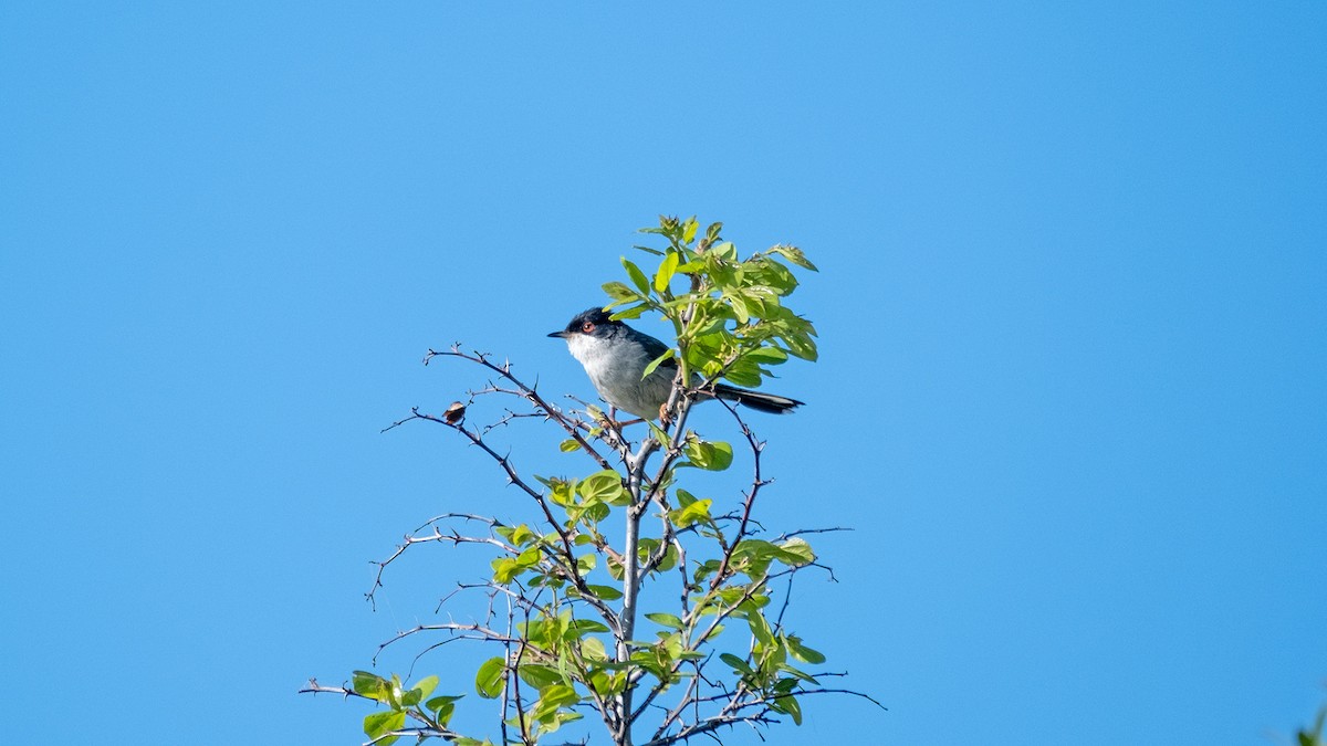 Sardinian Warbler - ML620224895