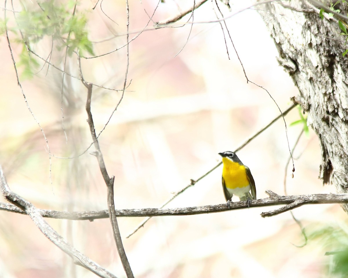 Yellow-breasted Chat - ML620224908