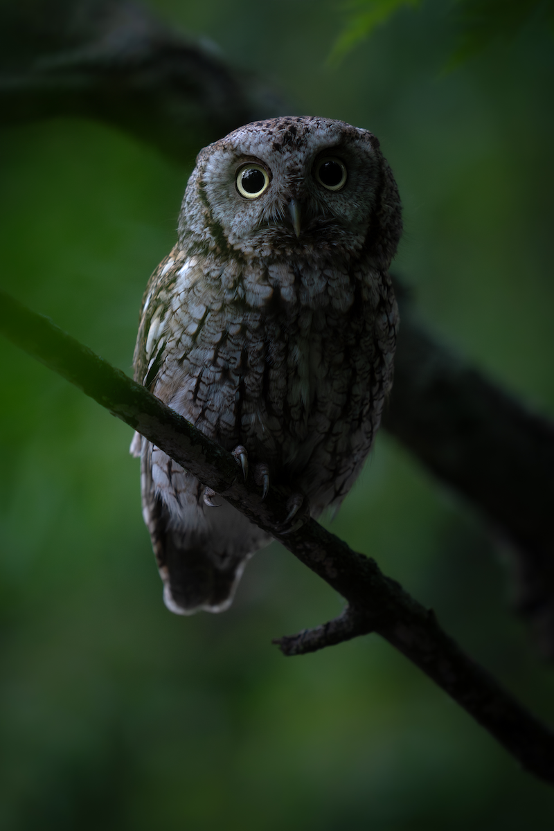 Eastern Screech-Owl - ML620224909