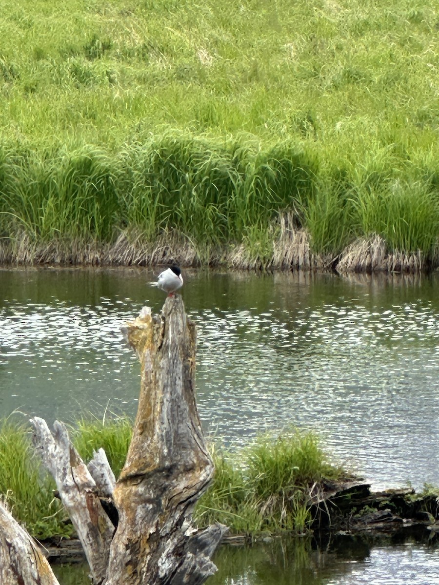 Arctic Tern - ML620224912