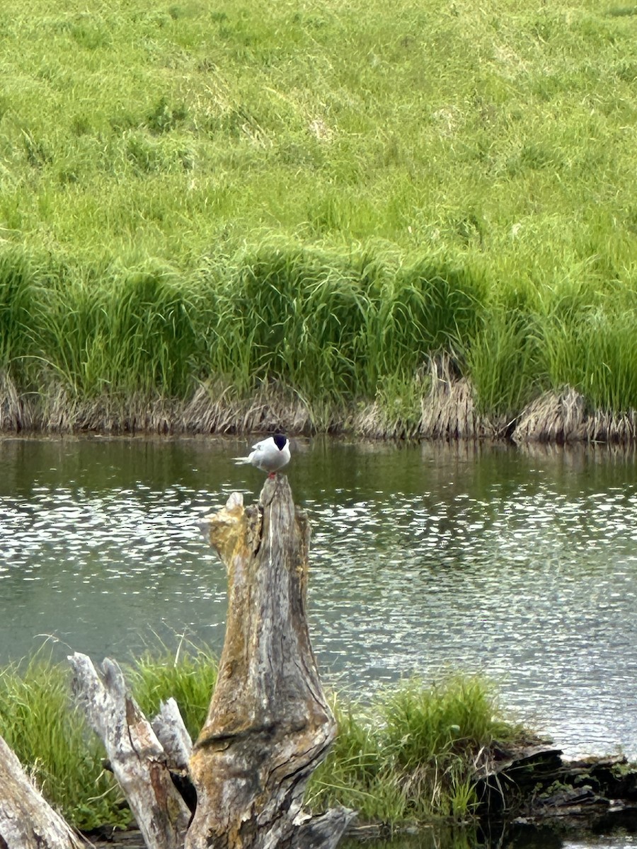 Arctic Tern - ML620224913