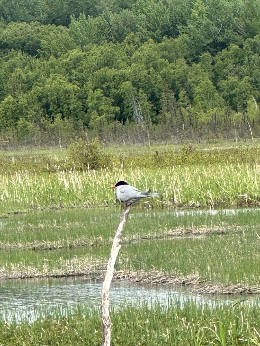 Arctic Tern - ML620224916