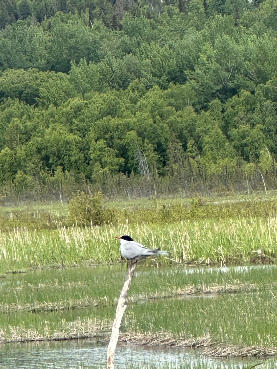 Arctic Tern - ML620224918