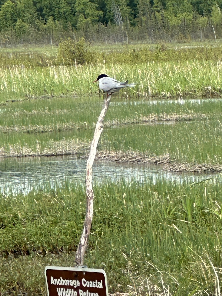 Arctic Tern - ML620224919