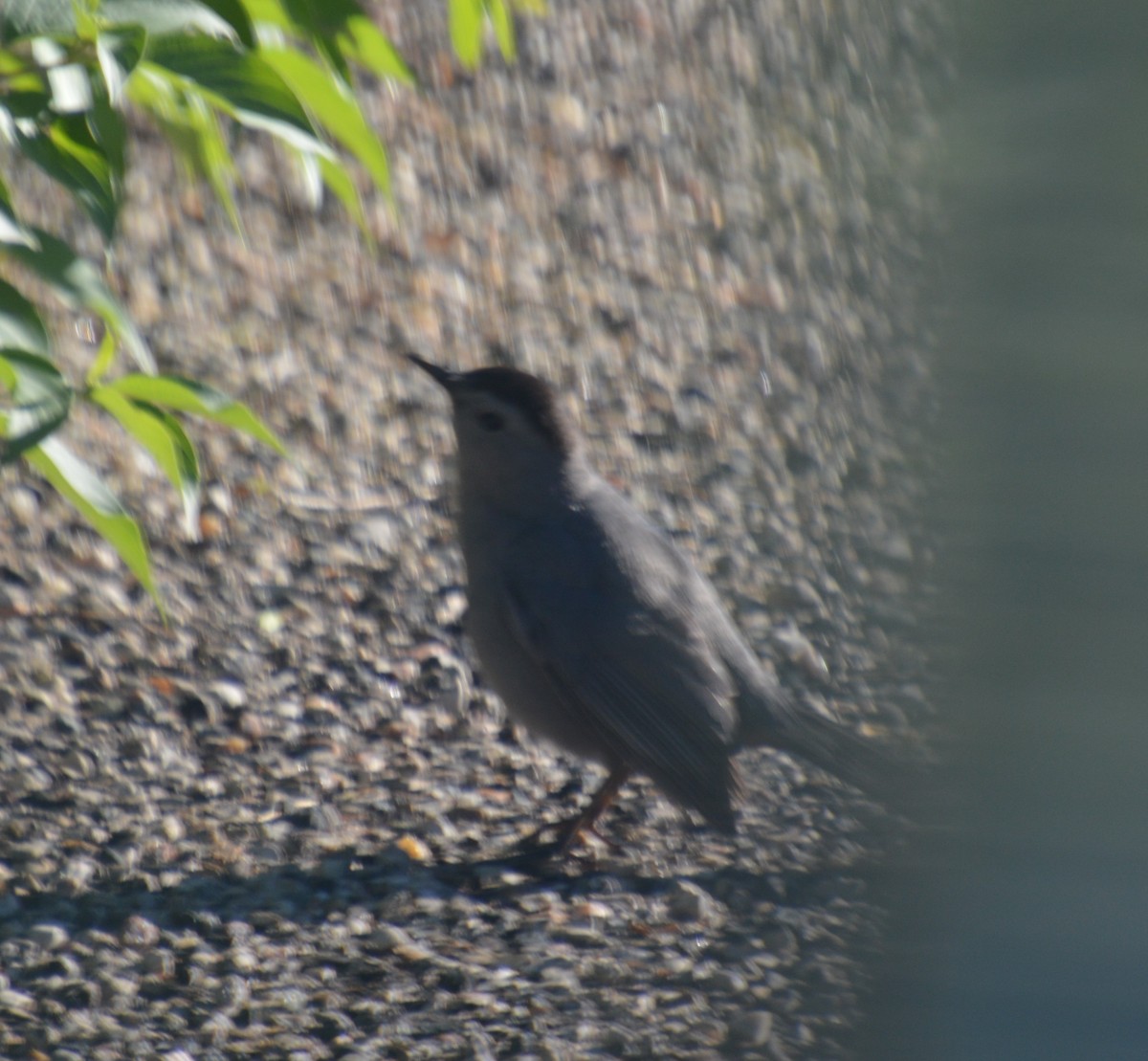 Pájaro Gato Gris - ML620224925