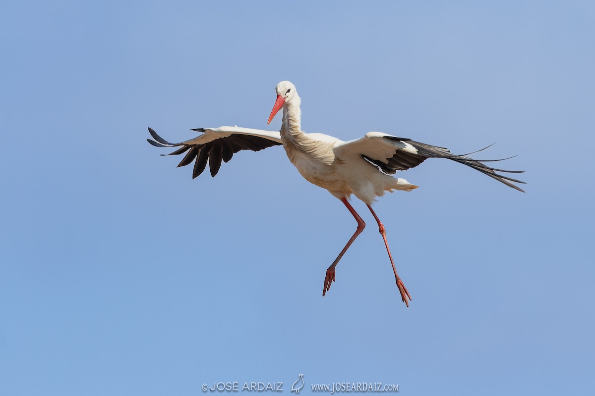 White Stork - ML620224926