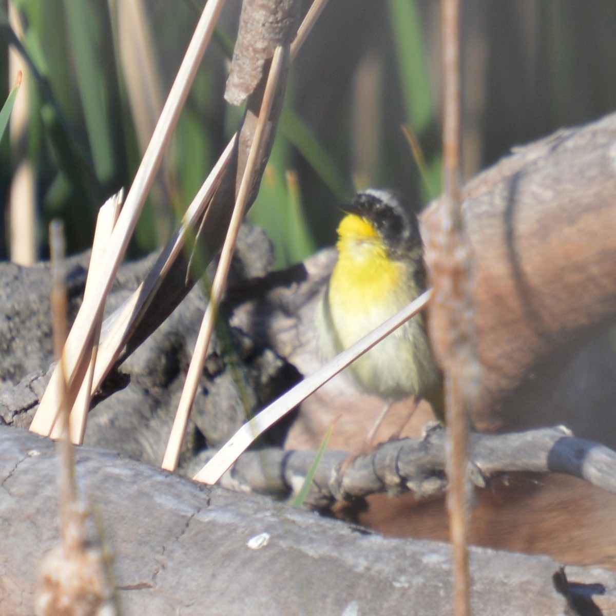 Common Yellowthroat - ML620224927