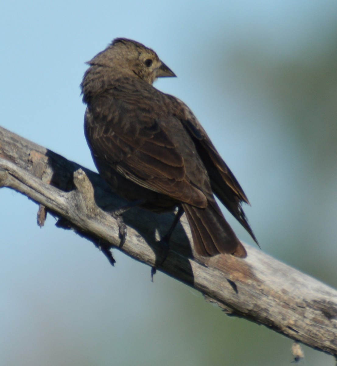 Brown-headed Cowbird - ML620224931