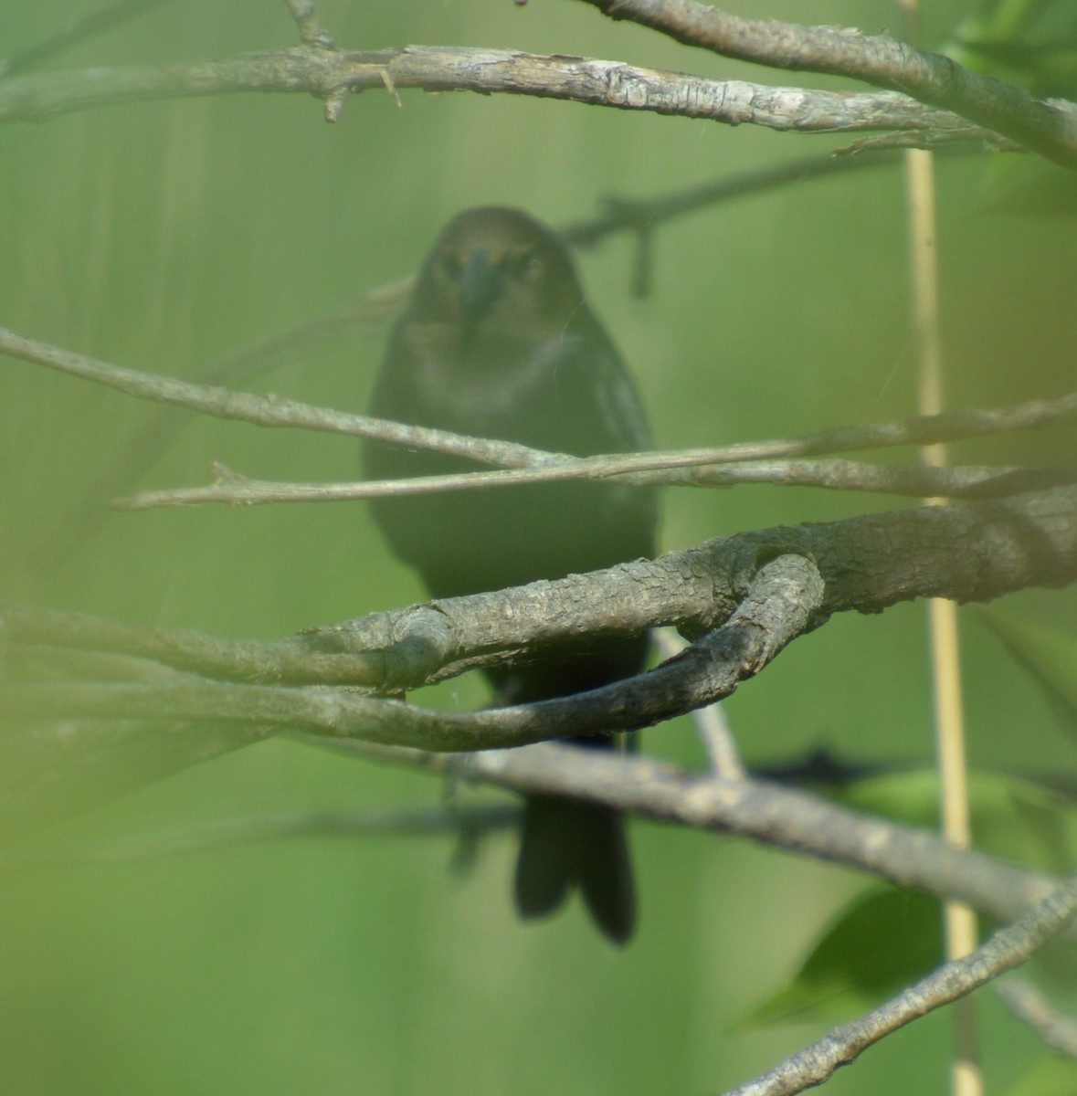 Brown-headed Cowbird - ML620224932