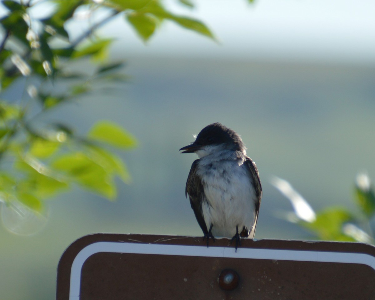 Eastern Kingbird - ML620224935