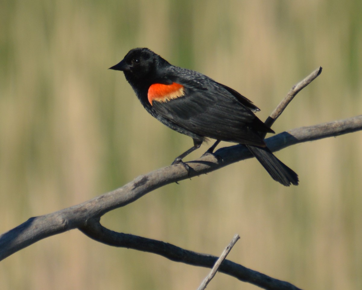 Red-winged Blackbird - ML620224941