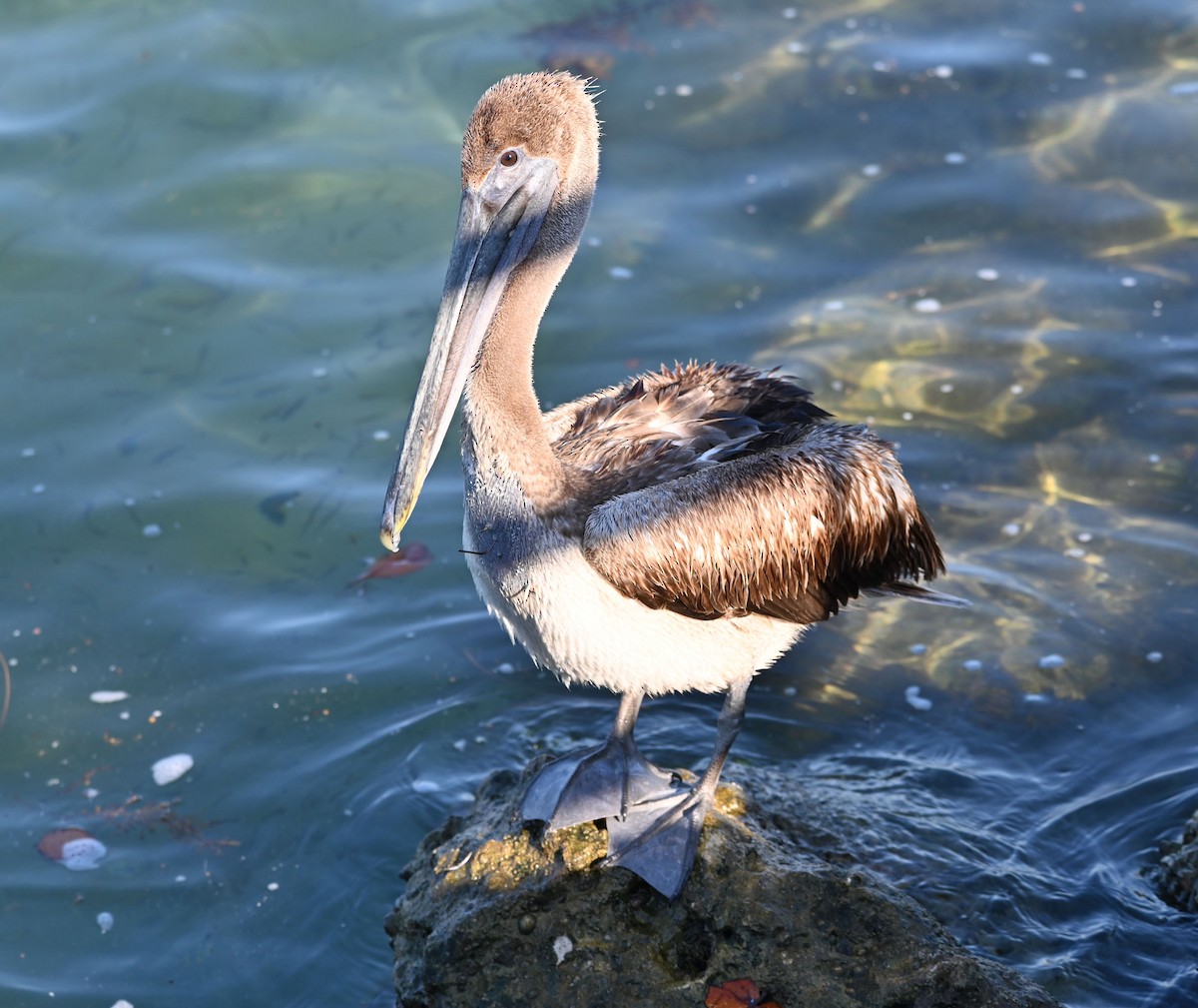 Brown Pelican - ML620224942