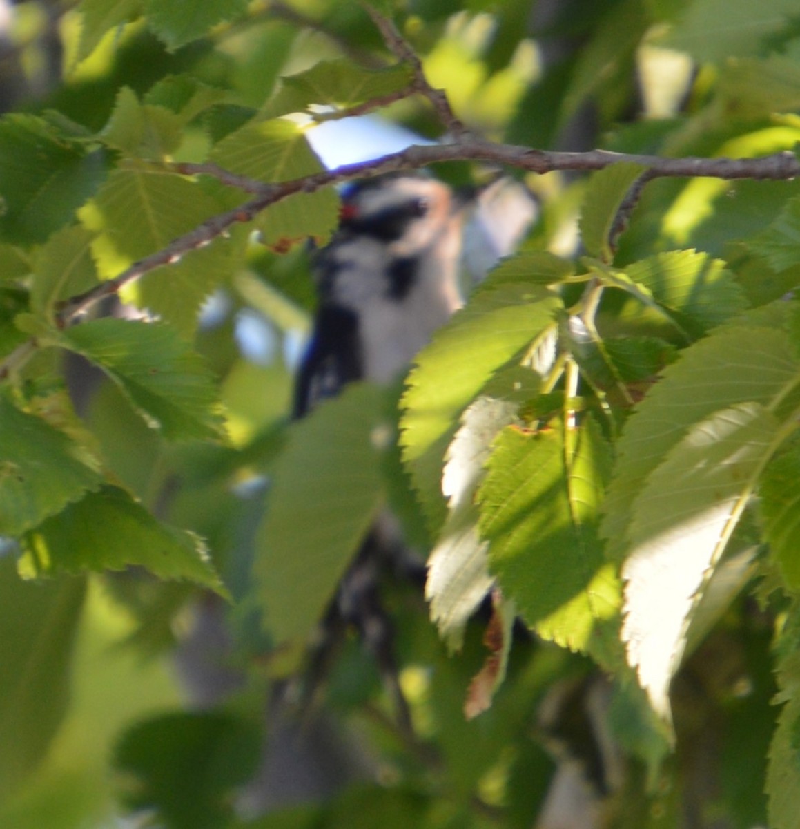 Downy Woodpecker - ML620224943