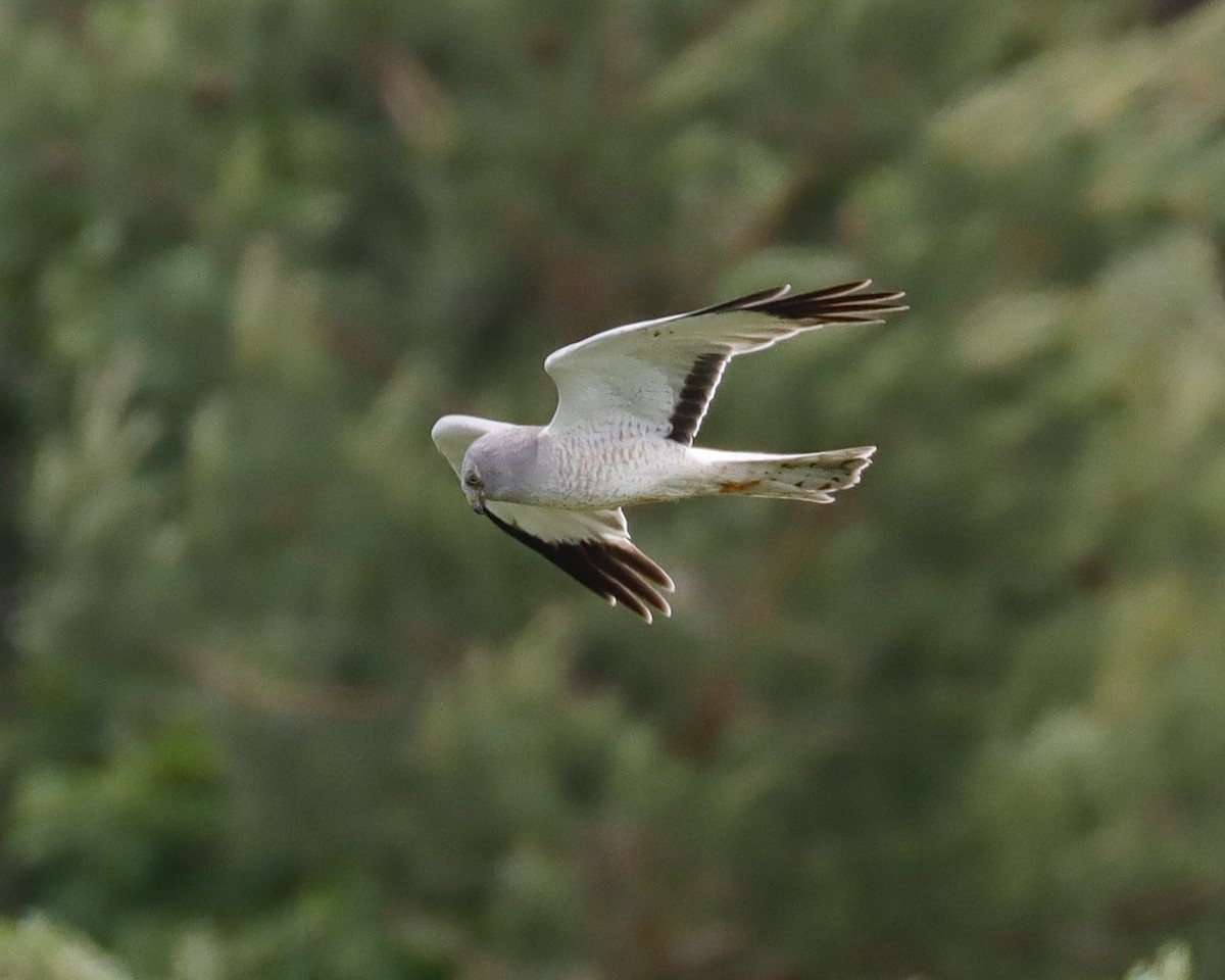 Northern Harrier - ML620224946