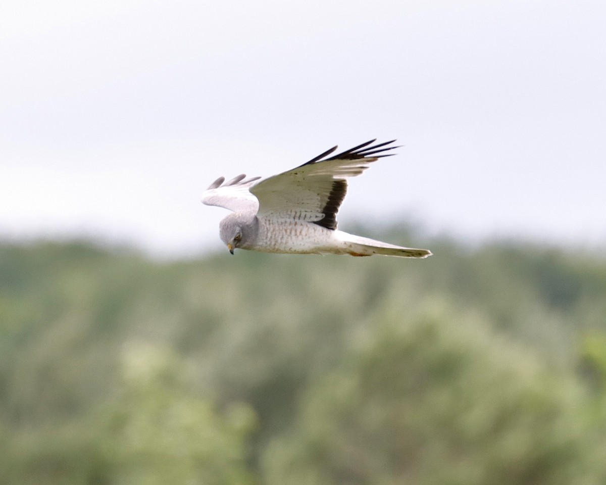 Northern Harrier - ML620224947