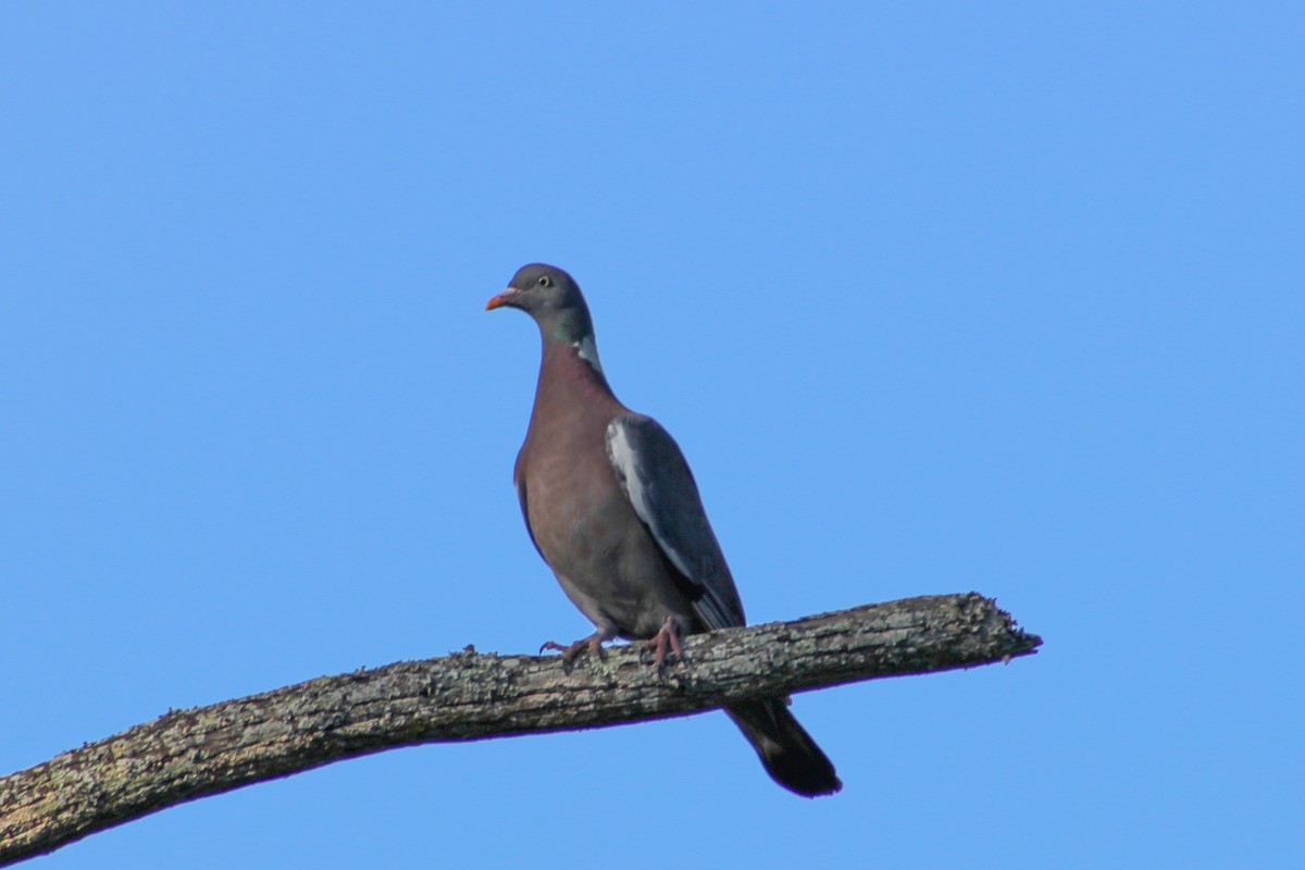 Common Wood-Pigeon - ML620224952