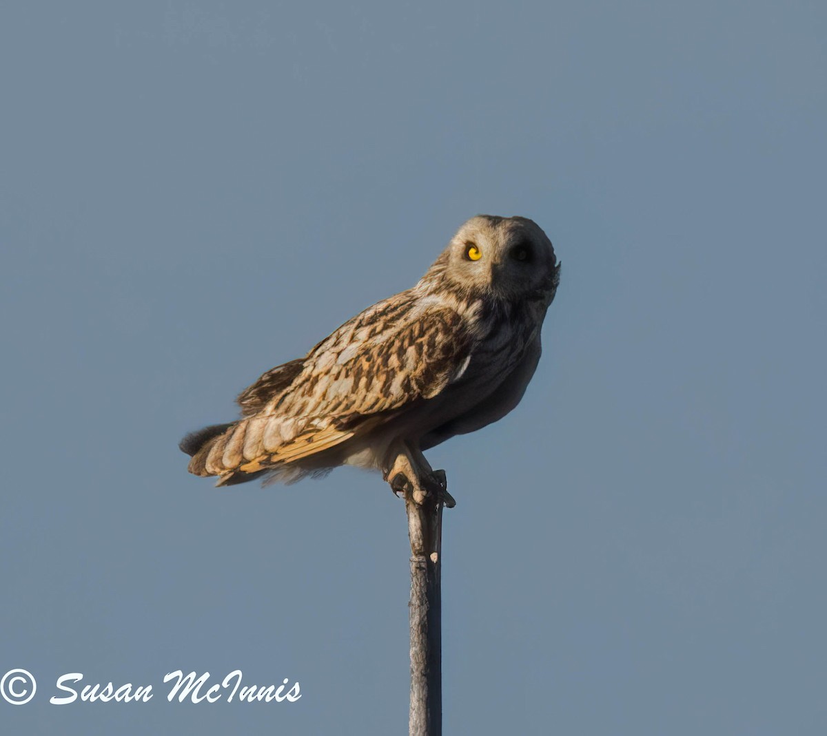 Short-eared Owl - ML620224954