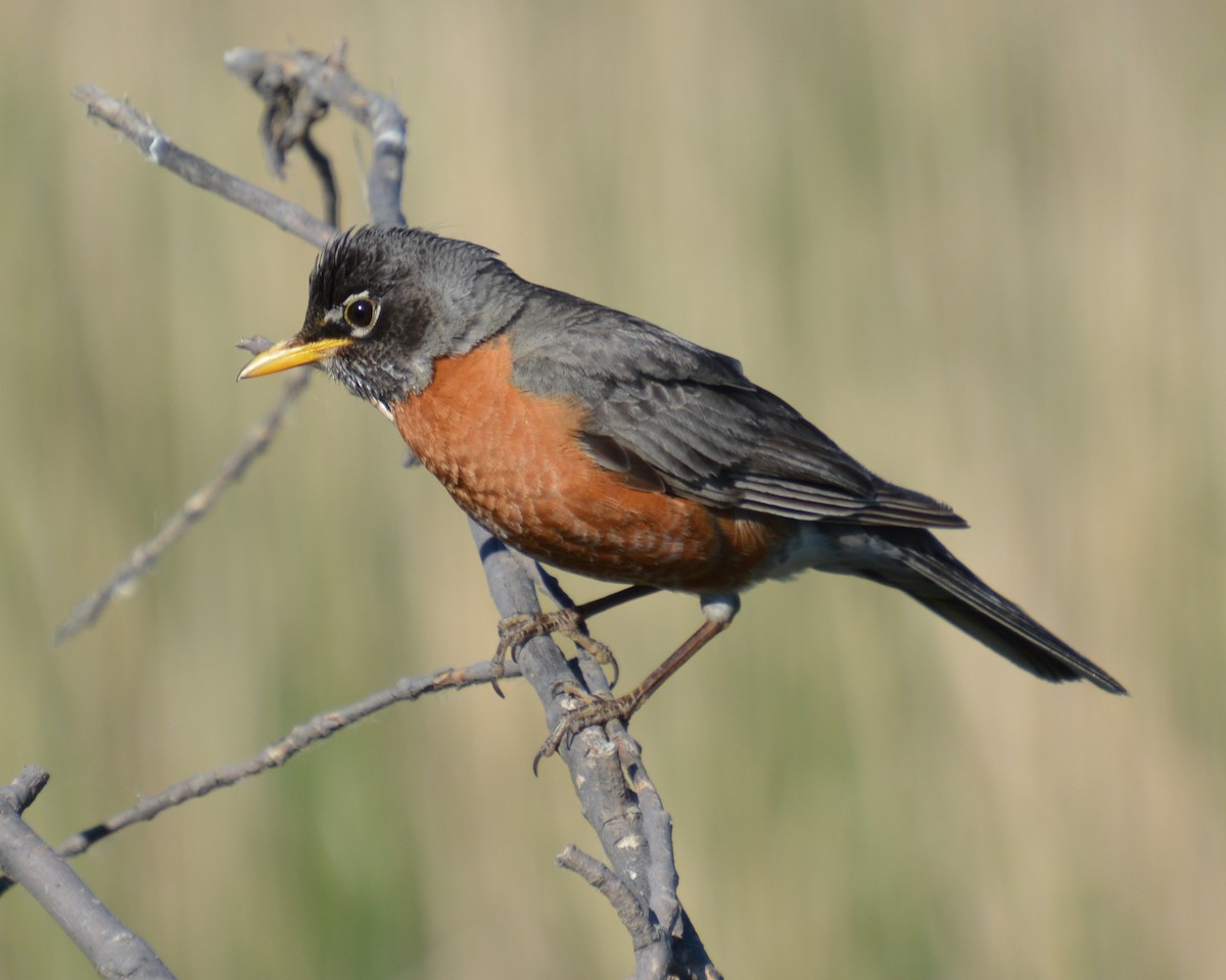 American Robin - ML620224956