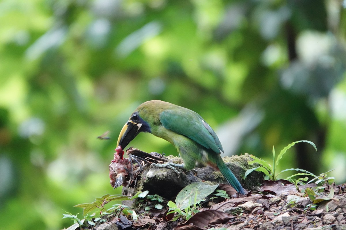 smaragdtukan (caeruleogularis) (blåstrupetukan) - ML620224957