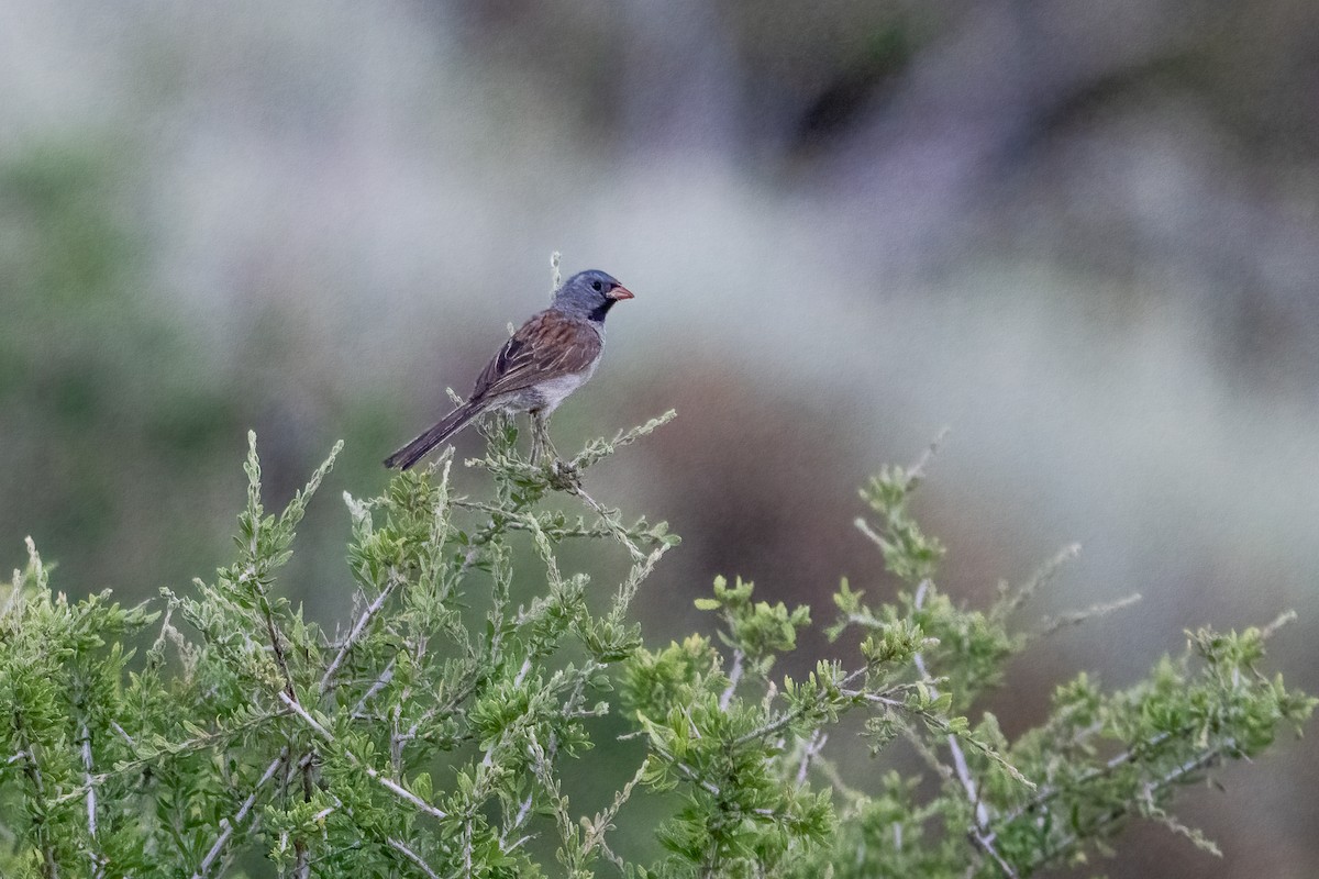 Black-chinned Sparrow - ML620224958