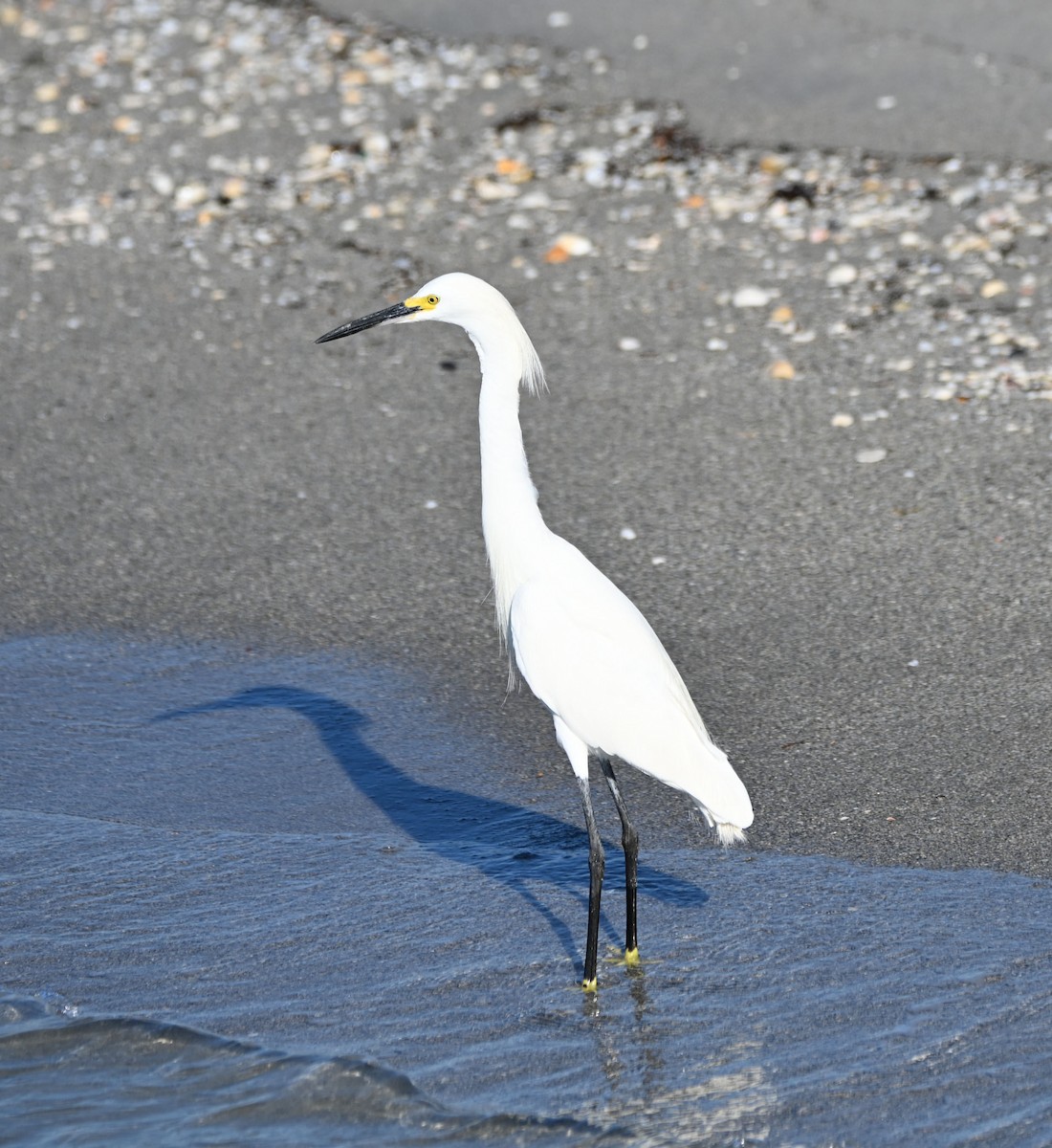 Snowy Egret - ML620224960