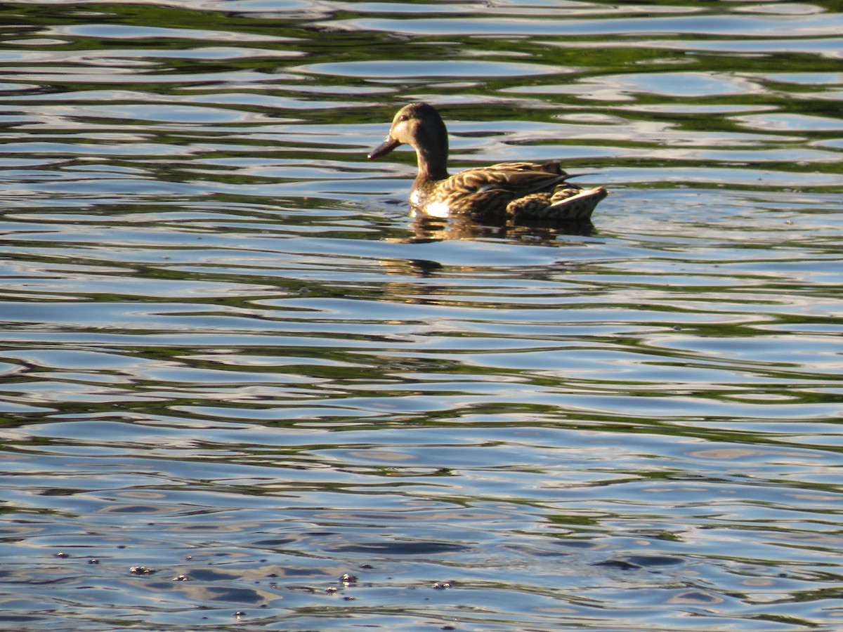 Canard colvert - ML620224961