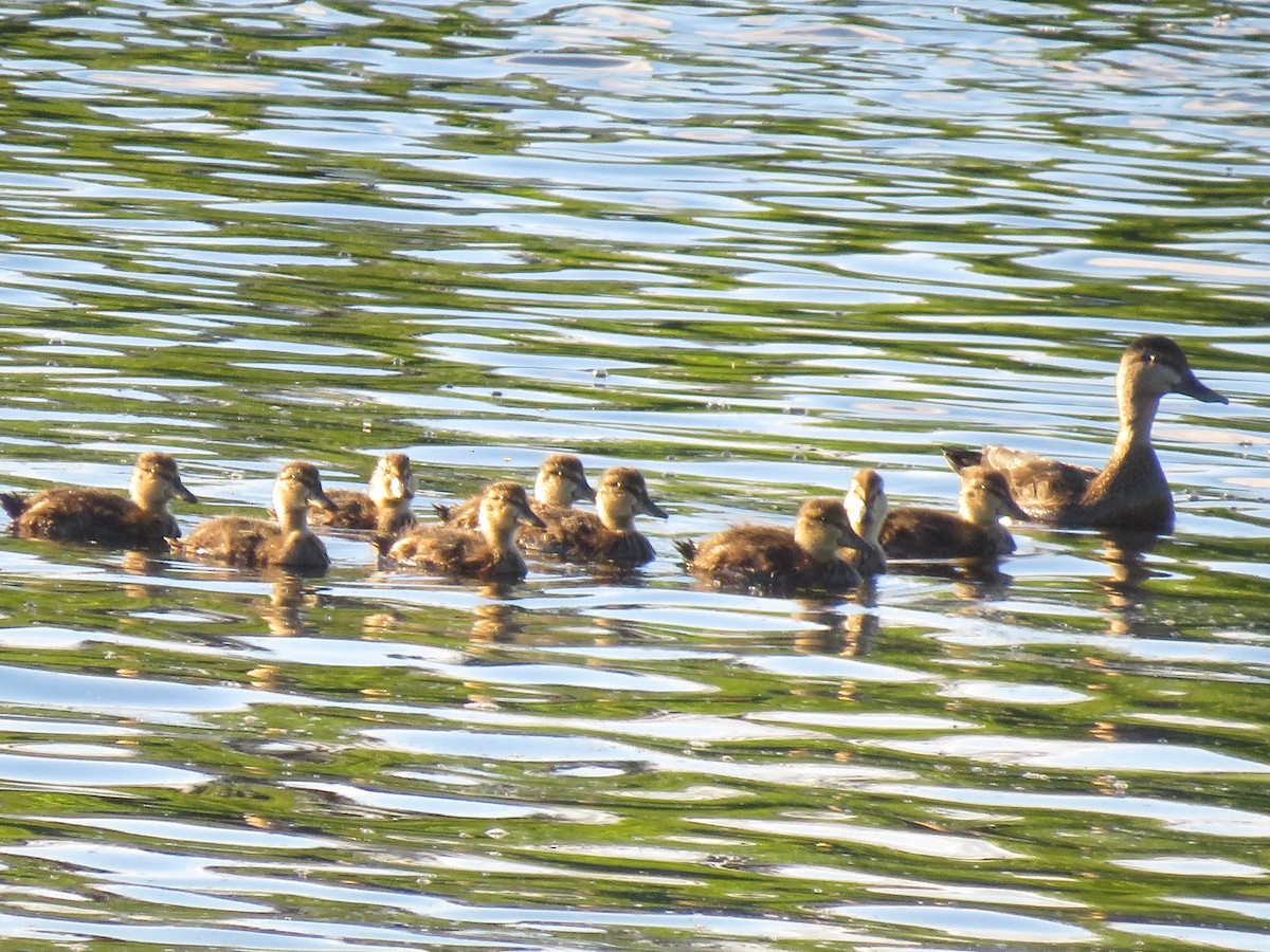 Canard colvert - ML620224966