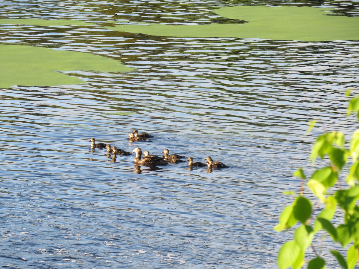 Canard colvert - ML620224967