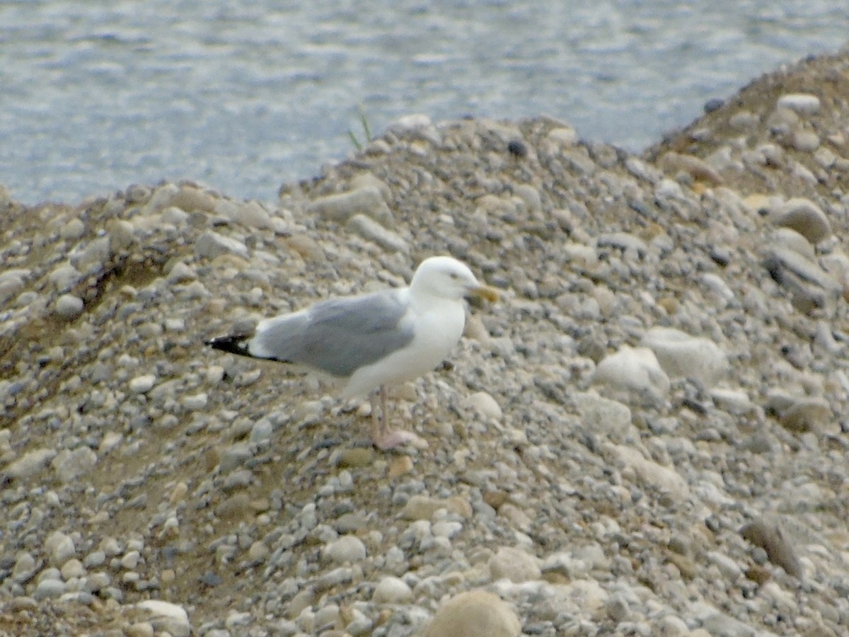 Herring Gull - ML620224973