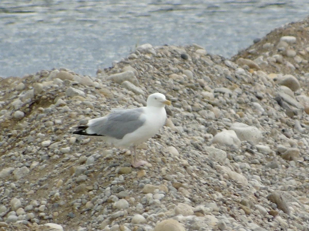 Herring Gull - ML620224974