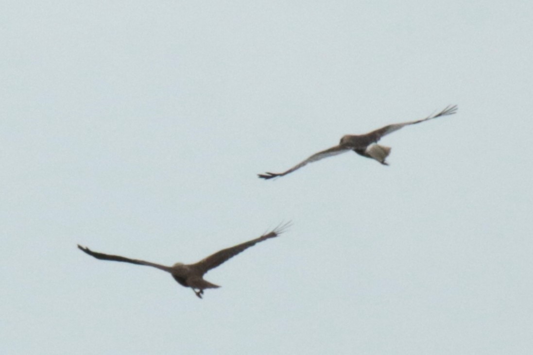 Western Marsh Harrier - ML620224978