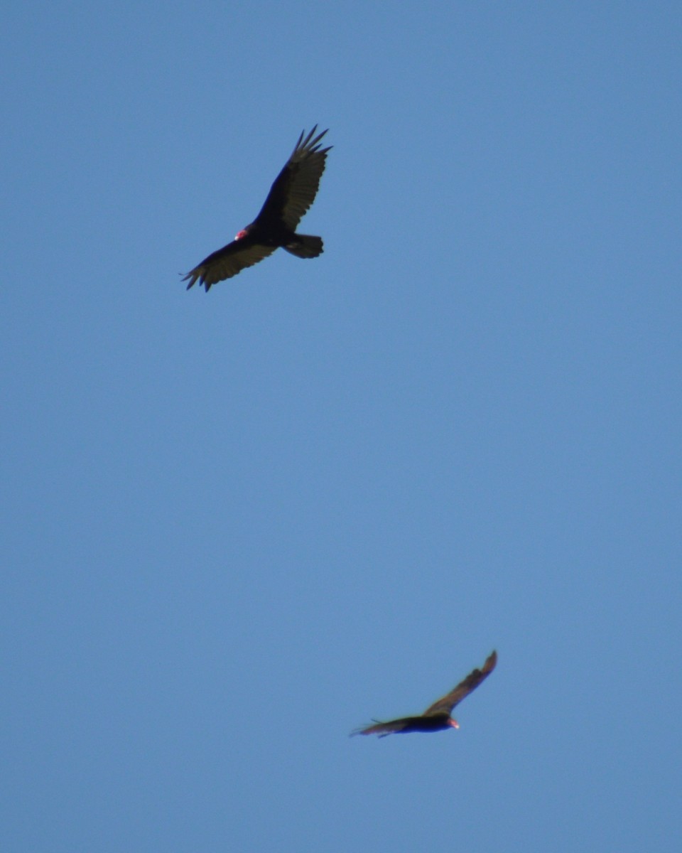 Turkey Vulture - ML620224982