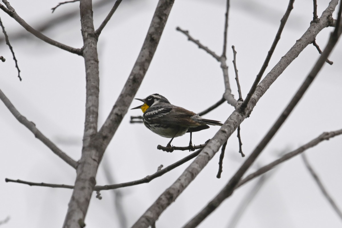 Yellow-throated Warbler - ML620224985