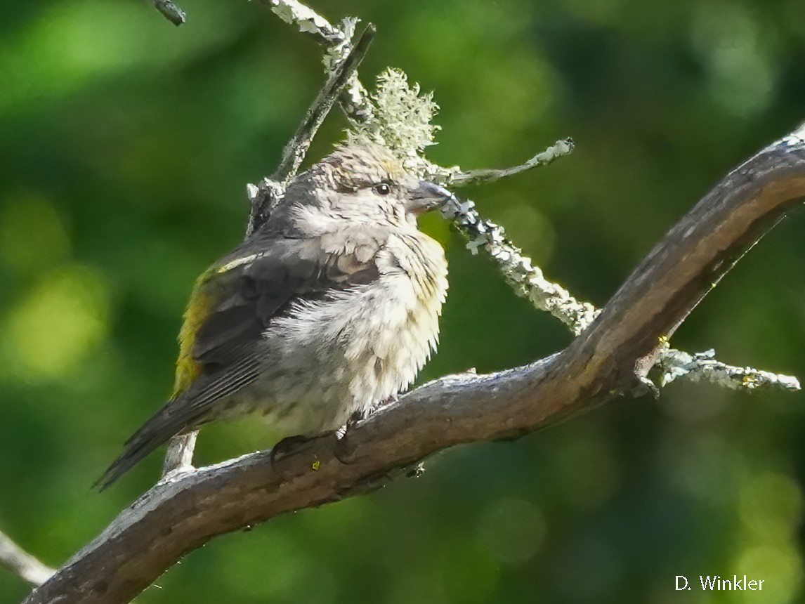 Red Crossbill - ML620224987