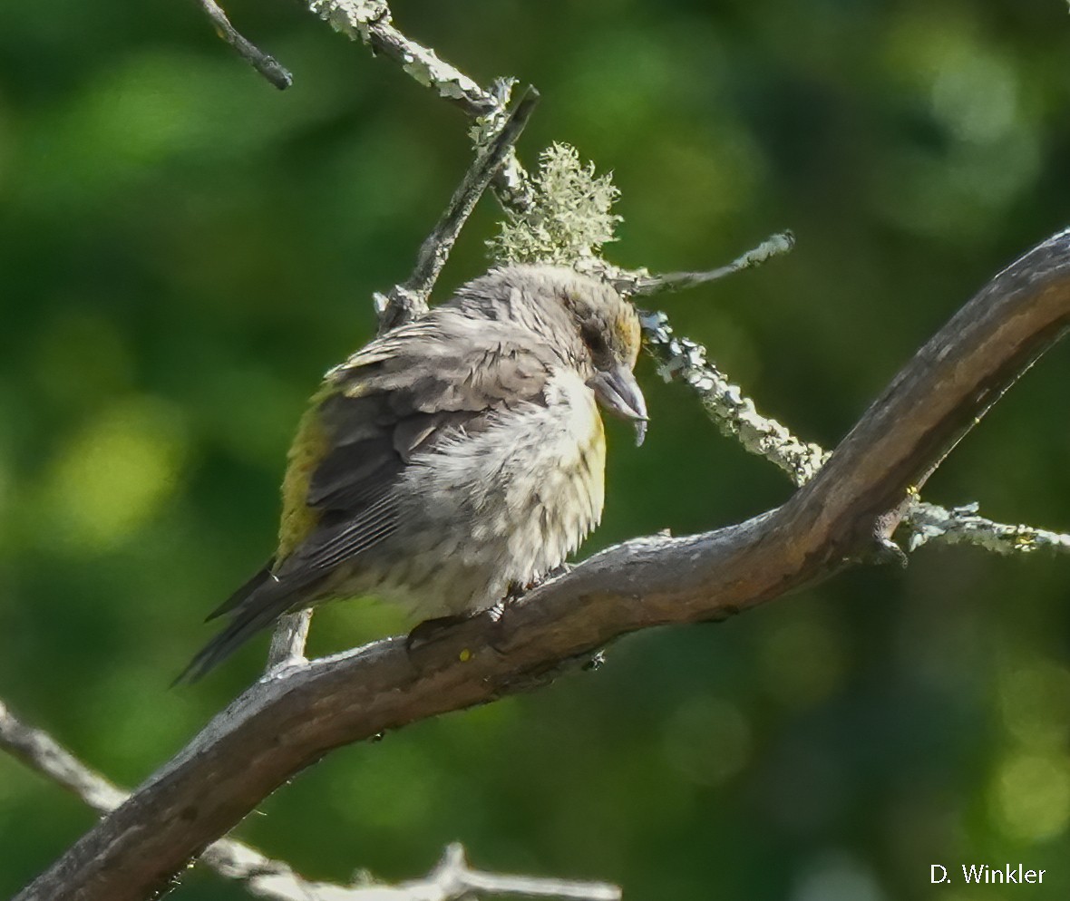 Red Crossbill - ML620224988