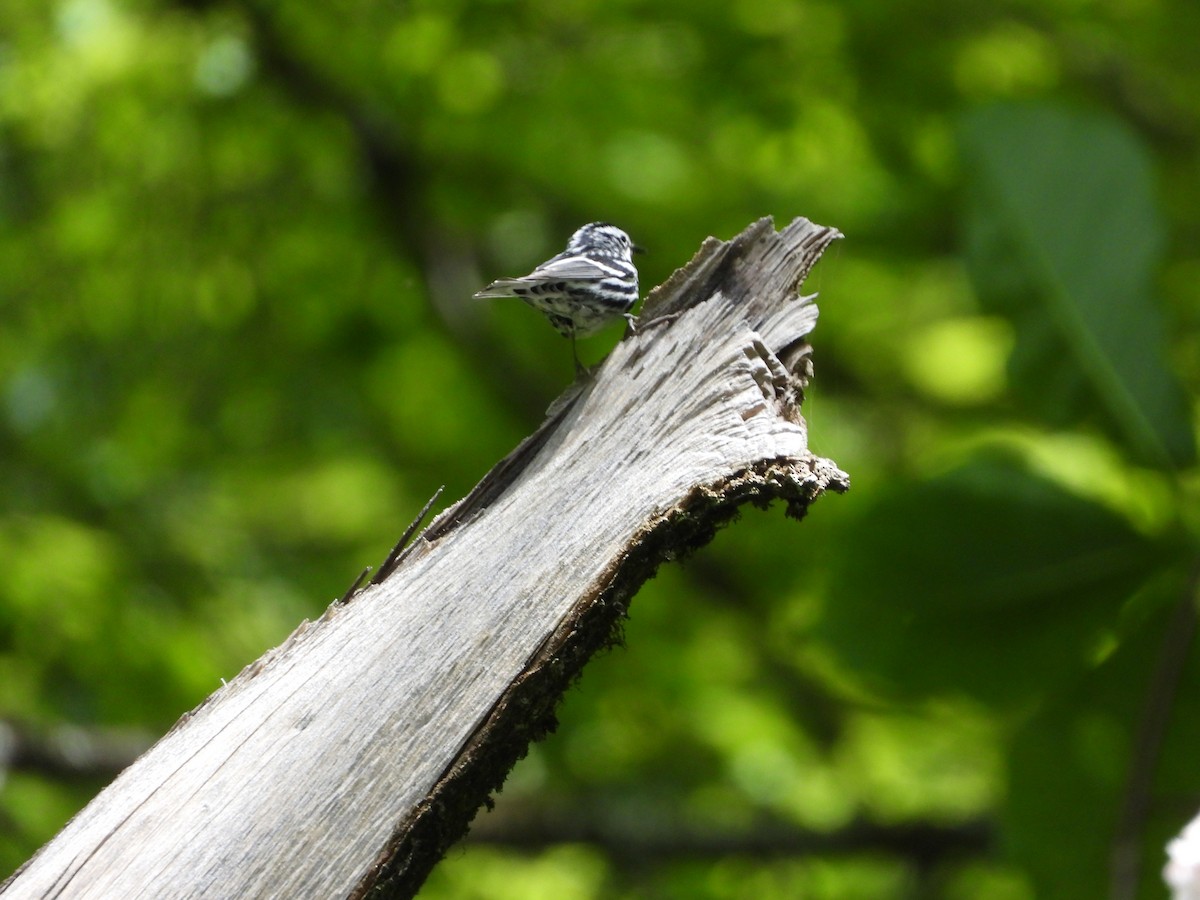 Black-and-white Warbler - ML620224995