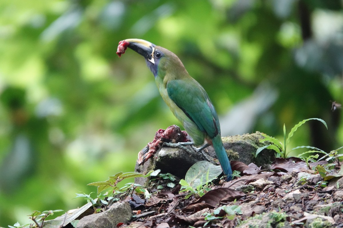Northern Emerald-Toucanet (Blue-throated) - ML620224996